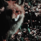 Let's Be Adult! Run With The Fox