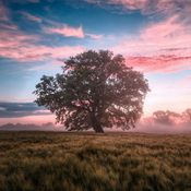 Morning Lights Vol. 5 By Tomisan & Solitary Refinement