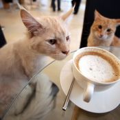 84° puntata - Patte al gatto