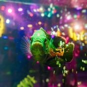Discoarium
