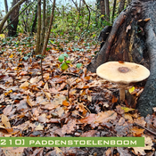 [nws.bpm0210] paddenstoelenboom