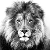 I am a Junglist SOUL-JAH