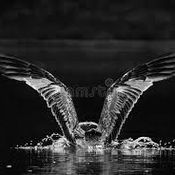 SPLINTER #11.04 VOGELTAAL