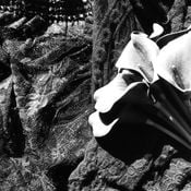 Decayed Lace Radio: 15march2026