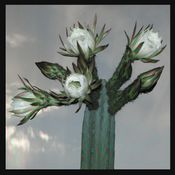 Echinopsis Pachanoi Mixture