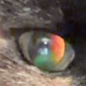 One Eye - Saj