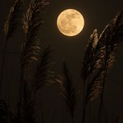 Progressive/Deep/Melodic House
