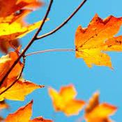 K-KLASS AUTUMN 2021 FALLING LEAF MIX