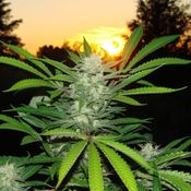 Subtifuge-A Ganja Man Ting 8-8-12