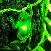 green planet called catende (emc dj set)