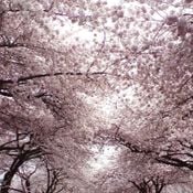 The Sundance Kid's WestEnd Cherry Blossom Throwdown!