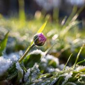 The Last Frost