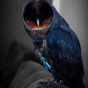 Owls are Cool --- Chillits 2020
