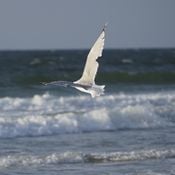 Regards from Sylt to Norderney,I have all Milchbar Cds.... and this set is an extract of them