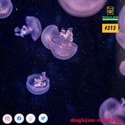 Dinglejam Radio #313