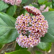 Real World Gardener 6th September 2024 radio 2rrr 88.5fm