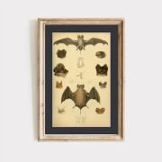 L'ours & la carotte / Notre amie, la chauve-souris