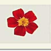 PERSIANsweetBUTTER-PT2- PeaceTimeRadio- NETRAL ZONE.