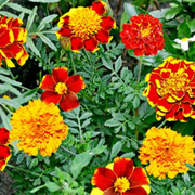 What Are the Best Flowers to Plant in The Fall? Great Autumn Garden Plant and Blooms - Audio Blog