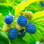 27. Berries and Tree Fruits // Second Wind with Miranda Harp // Radio 1190 03-04-2024