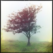 Folk Show: Episode 86