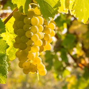 What You Need To Know About Chardonnay White Wine Grapes Characteristics Taste and Color