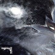 Nighty Night w/ Nayri (08.17.2025)