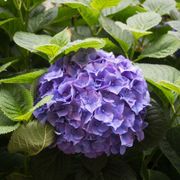 Hydrangea Flower Plant: Its Definition, Meaning & Symbolism - Audio Blog