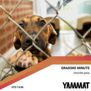 Gradske minute - Utočište pasa, 12.11.2024.