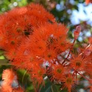 Real World Gardener 2nd February 2024 Radio 2RRR 88.5fm