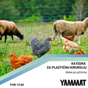 Katedra za plastičnu kirurgiju - Muke po pilićima, 04.11.2024.