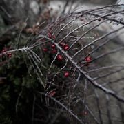 #550 - When The Dead Arose