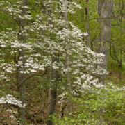Discovering Top Early Spring Flowering Trees With Stunning White Blooms - Audio Blog