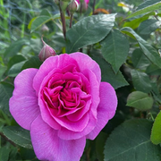 The Gardening Show with Linda & Jane - 25th July 2025