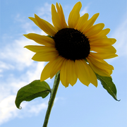 Smoothie's Eclectic Summer Mix Tape