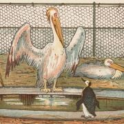 Winter Light / Summer Heat #312 Pelicans And Penguins