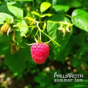 Summer Jam - Tom #106/1689 PAWAROTA Radio - 20.08.2025