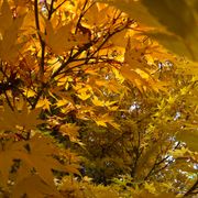 Global Music of Autumn & Harvests (#1352)