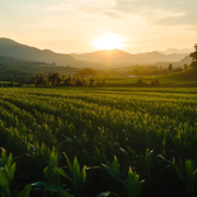 What Are The Contributions of Developed Agriculture to Economic Development? - Audio Blog