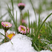 Unlock the Secret to Thriving White Snowdrops: Proven Planting Tips for Stunning Early Blooms