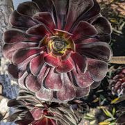 Dachbodensätze#003 - Schulterblick 2024