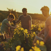 Dr Releford and CasaLoce.com Team Up to Promote Wellness and Mastery in Wine Making - Audio Blog