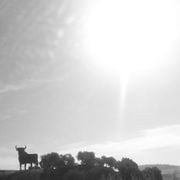 Núvol de fum 524 | lo animal