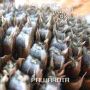 Post, punki okolice - Tom #74/1451 PAWAROTA Radio - 30.10.2024