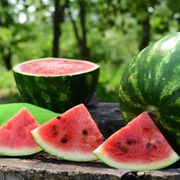 How to Successfully Plant and Grow Crimson Sweet Watermelon: A Complete Growing Guide - Audio Blog