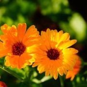 What Is Calendula Officinalis? How to Plant & Grow This Incredible Flower - Audio Blog