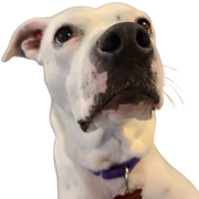 The Fallout - Jan 21, 2026