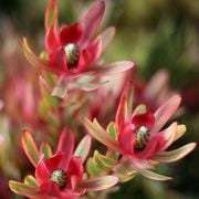 Real World Gardener 21st June 2024 radio 2RRR 88.5fm
