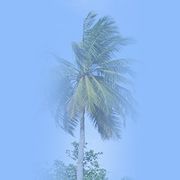 De Cima Dos Telhados (INSTRUÇÃO 24) 9.4 - A coerência que da frutos