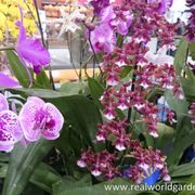 Real World Gardener 31st May radio 2RRR 88.5fm